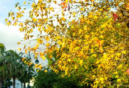 Yellow leaves on a background of green trees and a street lamp in a park alleyの写真素材