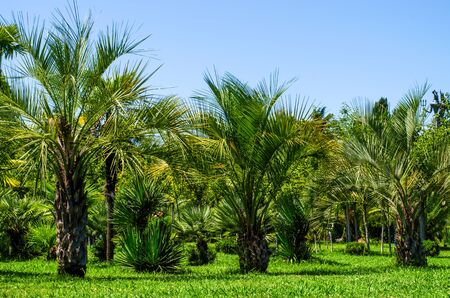 Palm trees and lawns in the park. Green zone in the cityの写真素材