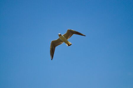 A seagull in flight against a blue sky looks down into the frame. Top lightingの写真素材