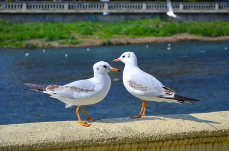 Two white seagulls stand on the parapet by the river and look at each otherの写真素材