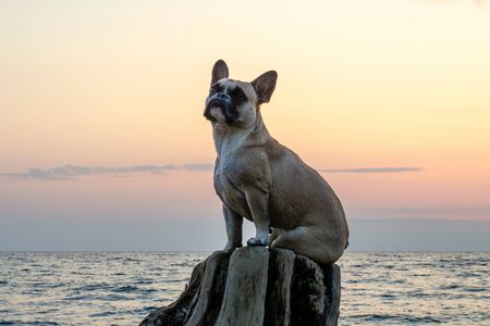 A cute nosy young French bulldog is sitting on an old stump and looking up. Against the background of the sea, sunset and pink skyの写真素材