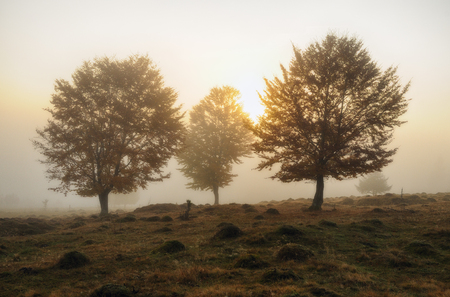 autumn morningの写真素材