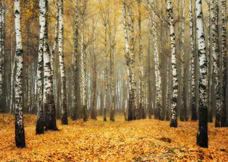 autumn forest. fog in the picturesque autumn forestの写真素材