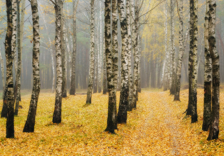 autumn forest. fog in the picturesque autumn forestの写真素材