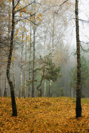 autumn forest. fog in the picturesque autumn forestの写真素材