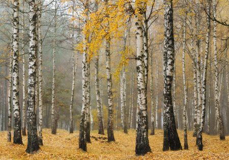 autumn forest. fog in the picturesque autumn forestの写真素材