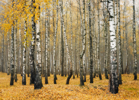 autumn forest. fog in the picturesque autumn forestの写真素材
