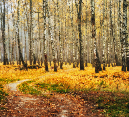 autumn forest. fog in the picturesque autumn forestの写真素材
