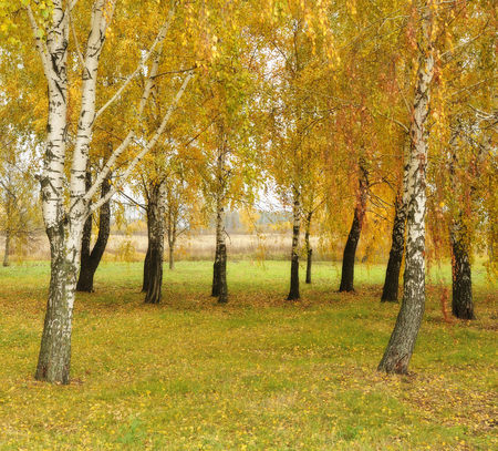 autumn forest. fog in the picturesque autumn forestの写真素材
