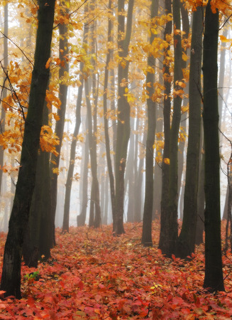 autumn forest. fog in the picturesque autumn forestの写真素材