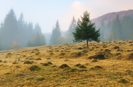 foggy morning. a picturesque autumn morning in the Carpathian Mountainsの写真素材