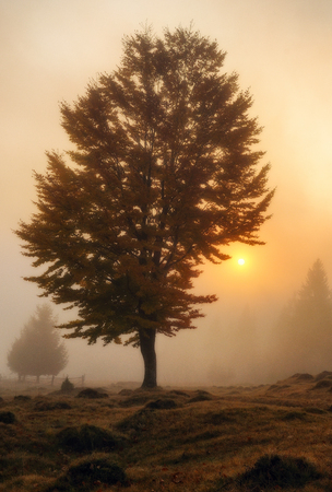 foggy morning. a picturesque autumn morning in the Carpathian Mountainsの写真素材