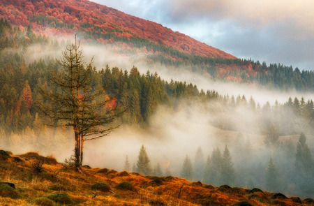 foggy morning. a picturesque autumn morning in the Carpathian Mountainsの写真素材
