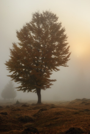 foggy morning. a picturesque autumn morning in the Carpathian Mountainsの写真素材