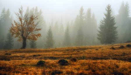 foggy morning. a picturesque autumn morning in the Carpathian Mountainsの写真素材