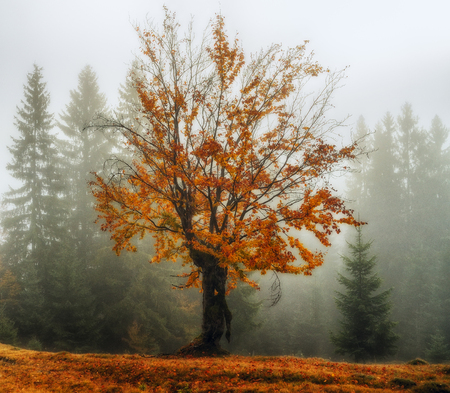 foggy morning. a picturesque autumn morning in the Carpathian Mountainsの写真素材
