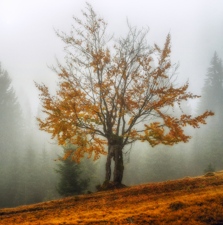 foggy morning. a picturesque autumn morning in the Carpathian Mountainsの写真素材