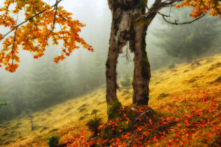 foggy morning. a picturesque autumn morning in the Carpathian Mountainsの写真素材