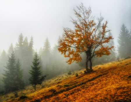 foggy morning. a picturesque autumn morning in the Carpathian Mountainsの写真素材