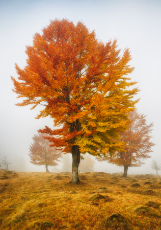 foggy morning. a picturesque autumn morning in the Carpathian Mountainsの写真素材