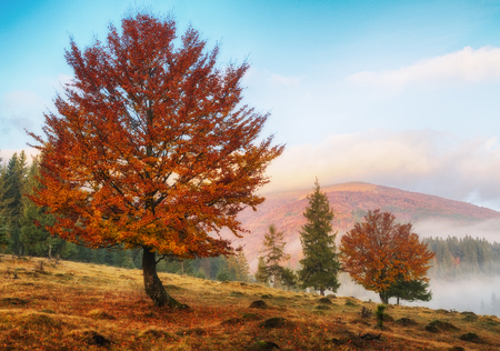 foggy morning. a picturesque autumn morning in the Carpathian Mountainsの写真素材