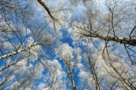 winter trees. tree over the sky. hoarfrost on branchesの写真素材