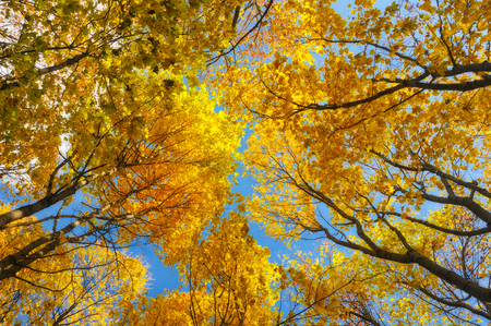 autumn forest. tree crown on the sky backgroundの写真素材