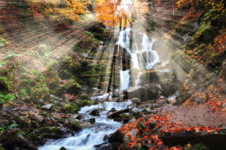 Autumn forest. A misty morning in a picturesque forest. Sunlight in a misty forest