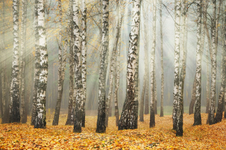 autumn forest. a misty morning in a picturesque forest. sunlight in a misty forestの写真素材