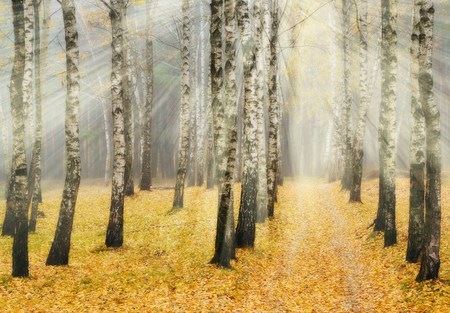 autumn forest. a misty morning in a picturesque forest. sunlight in a misty forestの写真素材