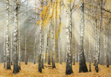 autumn forest. a misty morning in a picturesque forest. sunlight in a misty forestの写真素材