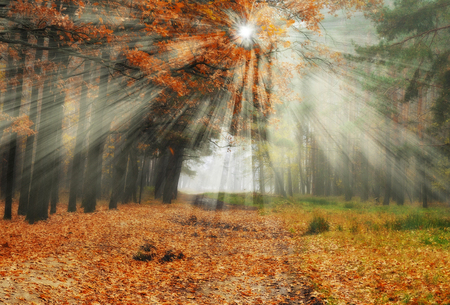 autumn forest. a misty morning in a picturesque forest. sunlight in a misty forestの写真素材