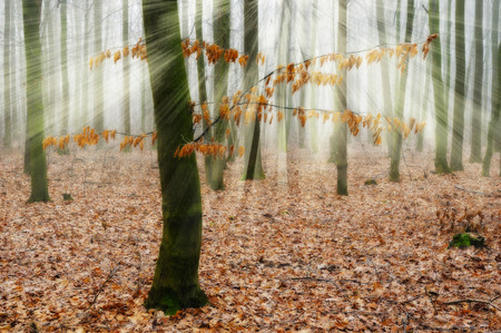 autumn forest. a misty morning in a picturesque forest. sunlight in a misty forestの写真素材
