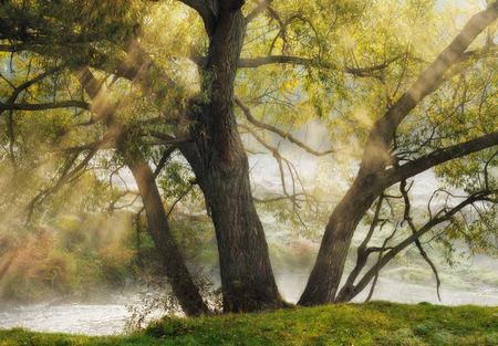 autumn forest. a misty morning in a picturesque forest. sunlight in a misty forestの写真素材