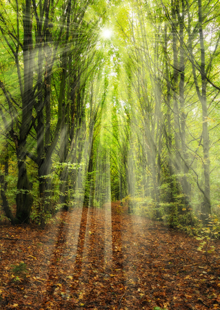 autumn forest. a misty morning in a picturesque forest. sunlight in a misty forestの写真素材