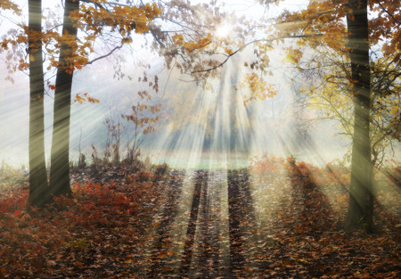 autumn forest. a misty morning in a picturesque forest. sunlight in a misty forestの写真素材