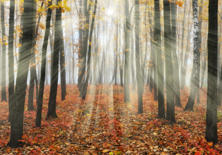 autumn forest. a misty morning in a picturesque forest. sunlight in a misty forestの写真素材