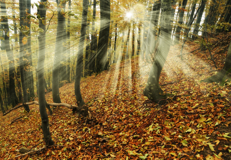 autumn forest. a misty morning in a picturesque forest. sunlight in a misty forestの写真素材