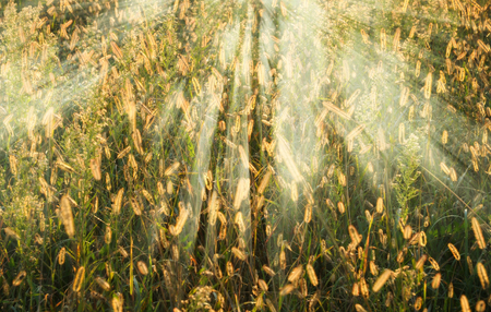 autumn forest. a misty morning in a picturesque forest. sunlight in a misty forestの写真素材