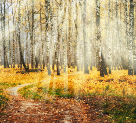 autumn forest. a misty morning in a picturesque forest. sunlight in a misty forestの写真素材