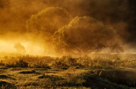 Sun rays. a picturesque foggy morning. spring dawn