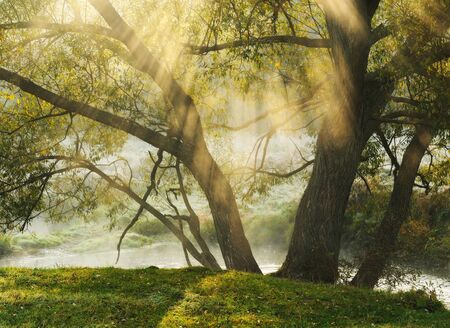 Sun rays. a picturesque foggy morning. spring dawnの写真素材