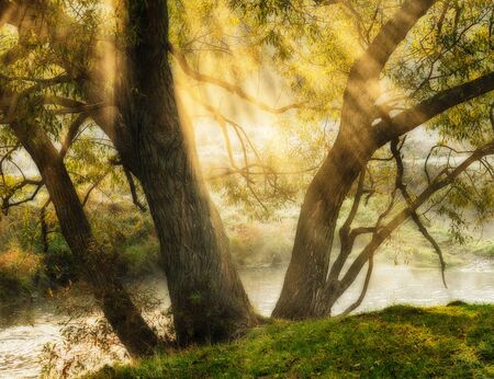Sun rays. a picturesque foggy morning. spring dawnの写真素材