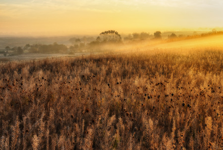 autumn morning. picturesque foggy dawnの写真素材