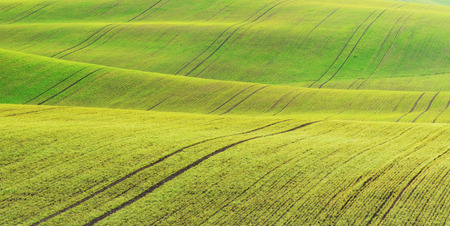 hilly field. picturesque green fieldの写真素材