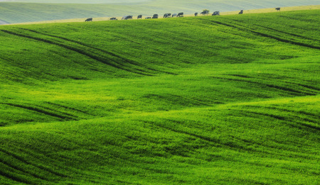 hilly field. picturesque green fieldの写真素材
