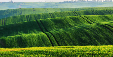 hilly field. picturesque green fieldの写真素材