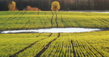 hilly field. picturesque green fieldの写真素材