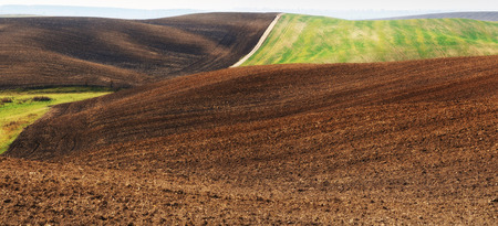 picturesque hilly field. ranks of agricultural crops on the fieldの写真素材