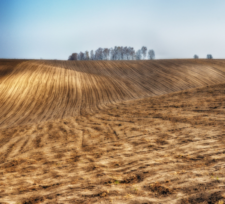 Picturesque hilly field. ranks of agricultural crops on the fieldの写真素材